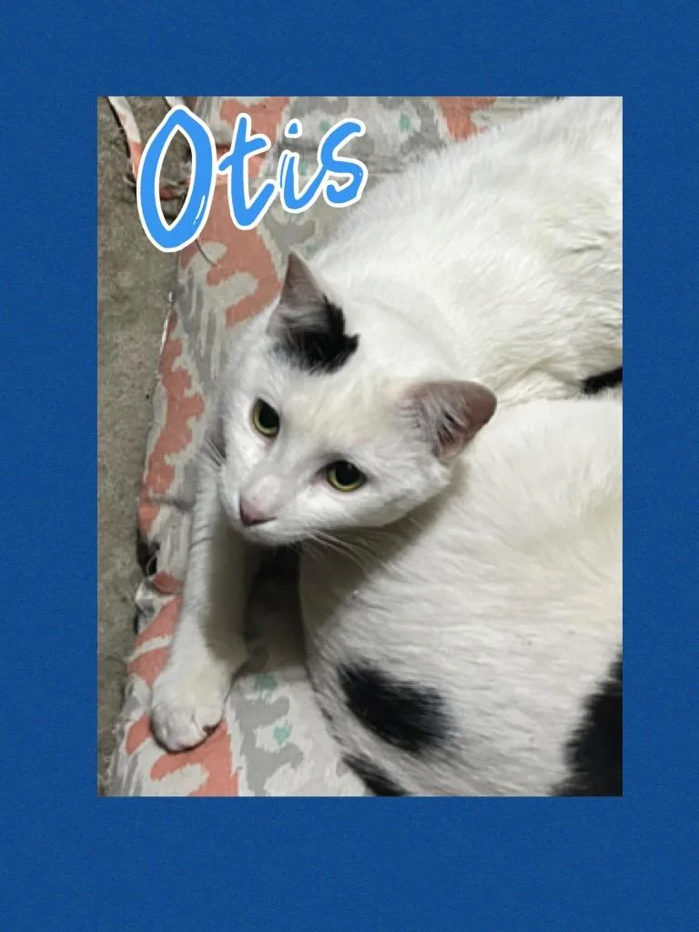 Otis Cat