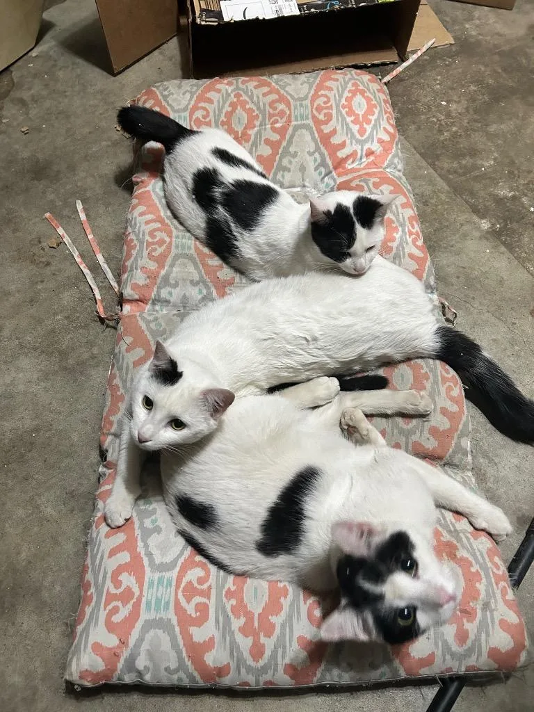 Otis  Cat thumbnail 2