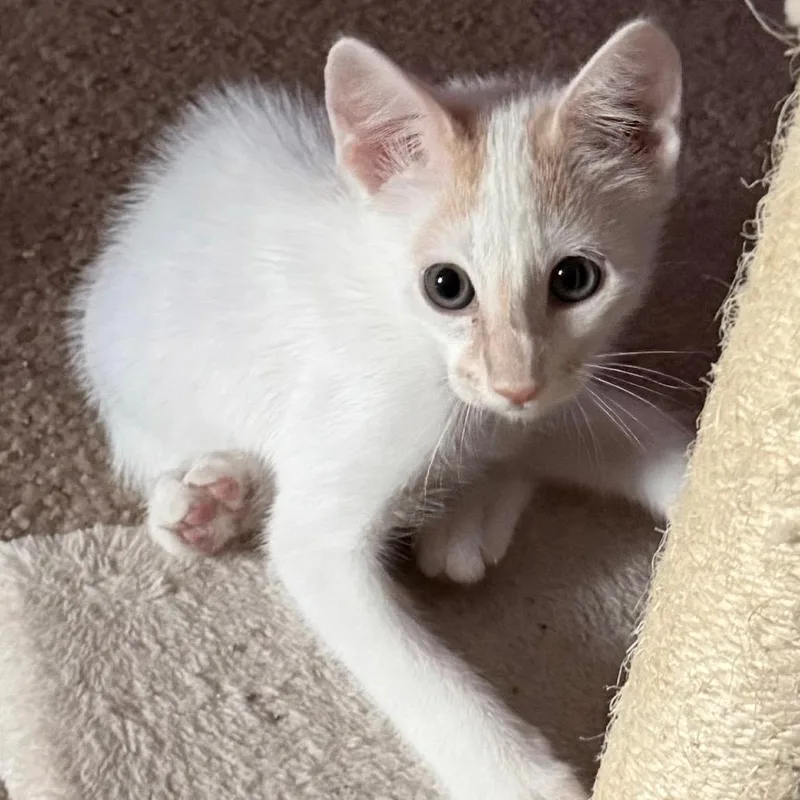 A baby small-sized male White Domestic Short Hair cat named Tireannosaurus Rex for adoption in Boerne, TX