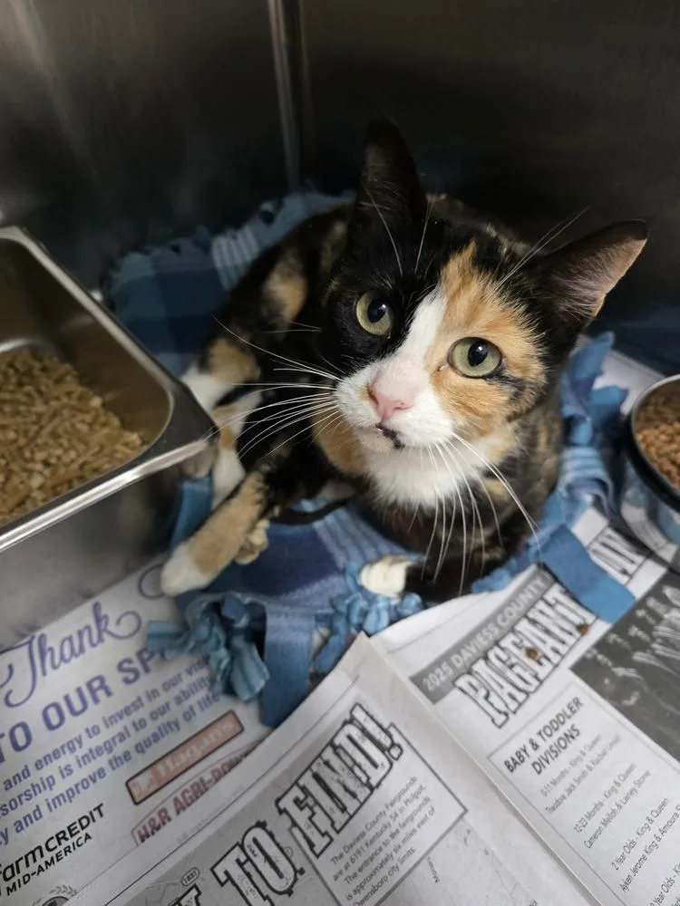 An adult small-sized female Orange & White Domestic Short Hair cat named Styrofoam for adoption in Evansville, IN