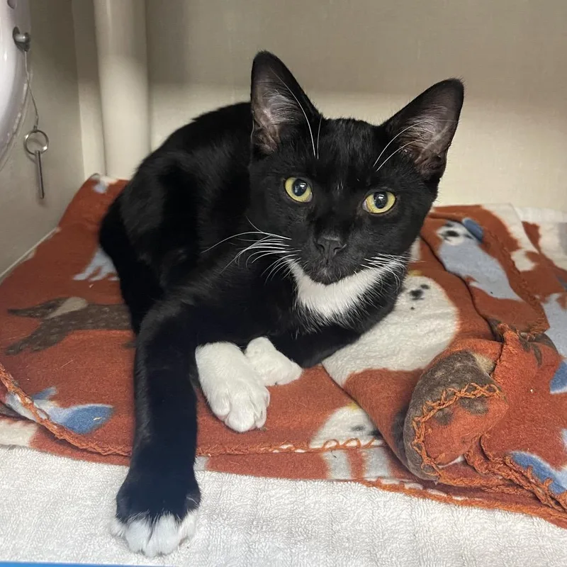 A young medium-sized male Black Domestic Short Hair cat named Lil' Hunter for adoption in Mentor, OH