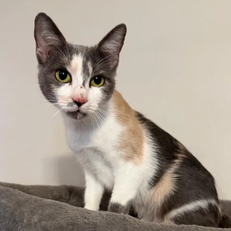 An adult small-sized female Calico Domestic Short Hair cat named Rosie for adoption in Midland, TX