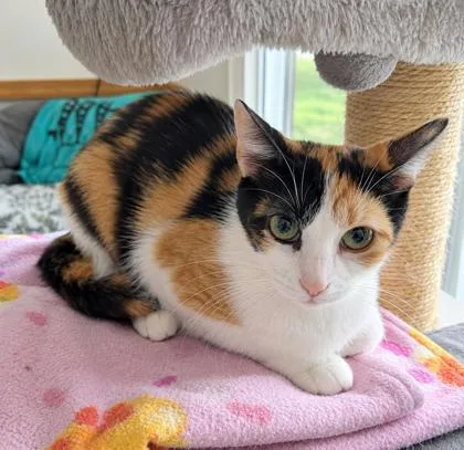 A young small-sized female Domestic Short Hair cat named Grace for adoption in Elk Grove Village, IL