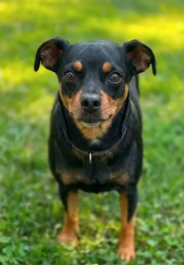 An adult small-sized male Miniature Pinscher dog named Milton for adoption in Germantown, OH