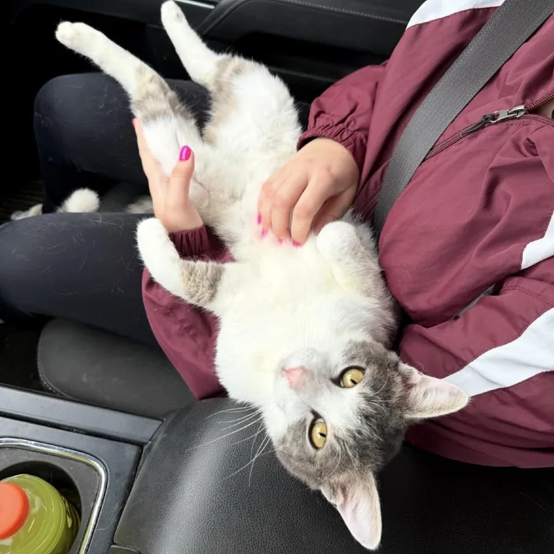 An adult medium-sized male White Domestic Short Hair cat named Neelu for adoption in Austin, TX