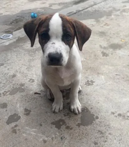 A baby small-sized male Bicolor Mixed Breed dog named Banjo for adoption in Hamden, CT