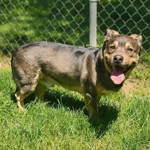 An adult medium-sized male Brown / Chocolate Corgi dog named Chance for adoption in Stanley, VA