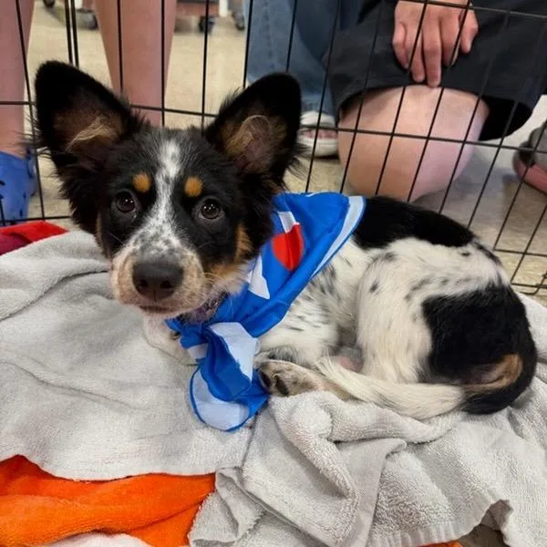A baby small-sized female Gray / Blue / Silver Australian Cattle Dog / Blue Heeler dog named Delta for adoption in Pasadena , MD