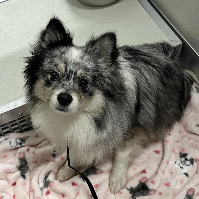 An adult small-sized male Black Mixed Breed dog named Nero for adoption in Hinsdale, IL