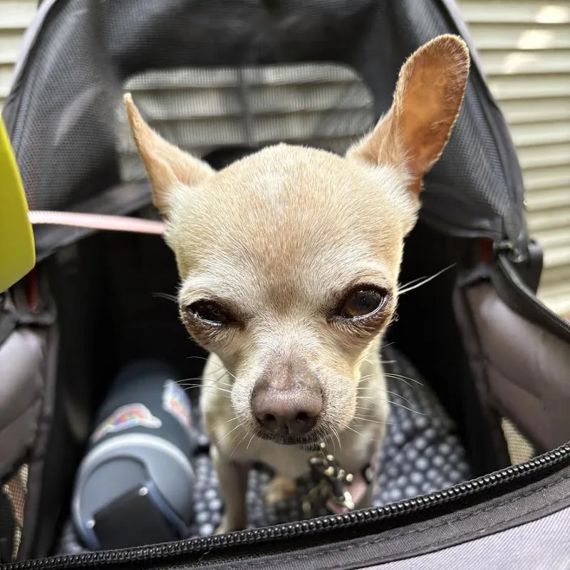 Hachi thumbnail 2