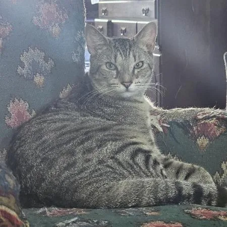 A young small-sized male Brown / Chocolate American Shorthair cat named Jinx  Paired With for adoption in Reisterstown, MD