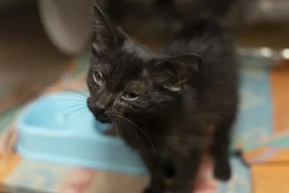 A young small-sized male Domestic Short Hair cat named B Tumble for adoption in North Charleston, SC