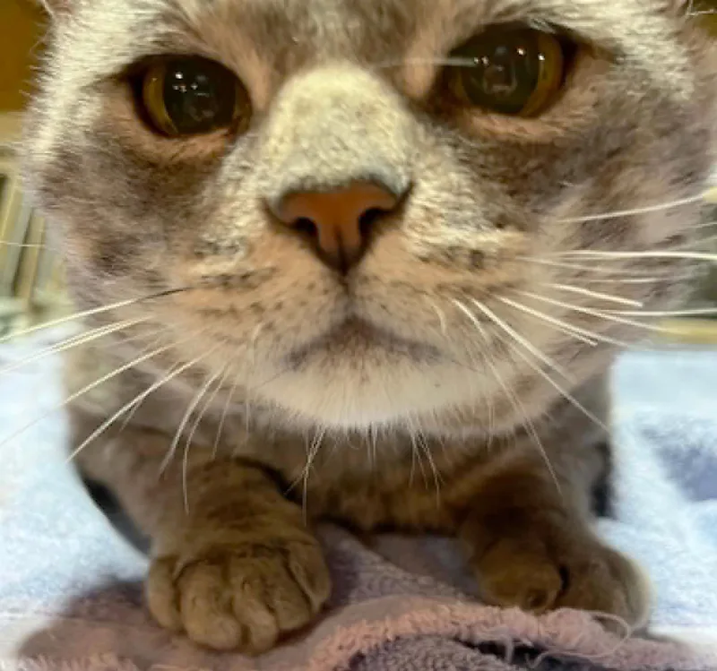 An adult medium-sized male Tabby (Gray / Blue / Silver) Domestic Short Hair cat named Nikki for adoption in Fair Haven, VT