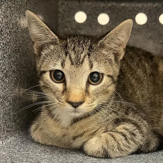 A baby small-sized male Domestic Short Hair cat named Jackson for adoption in Naples, FL