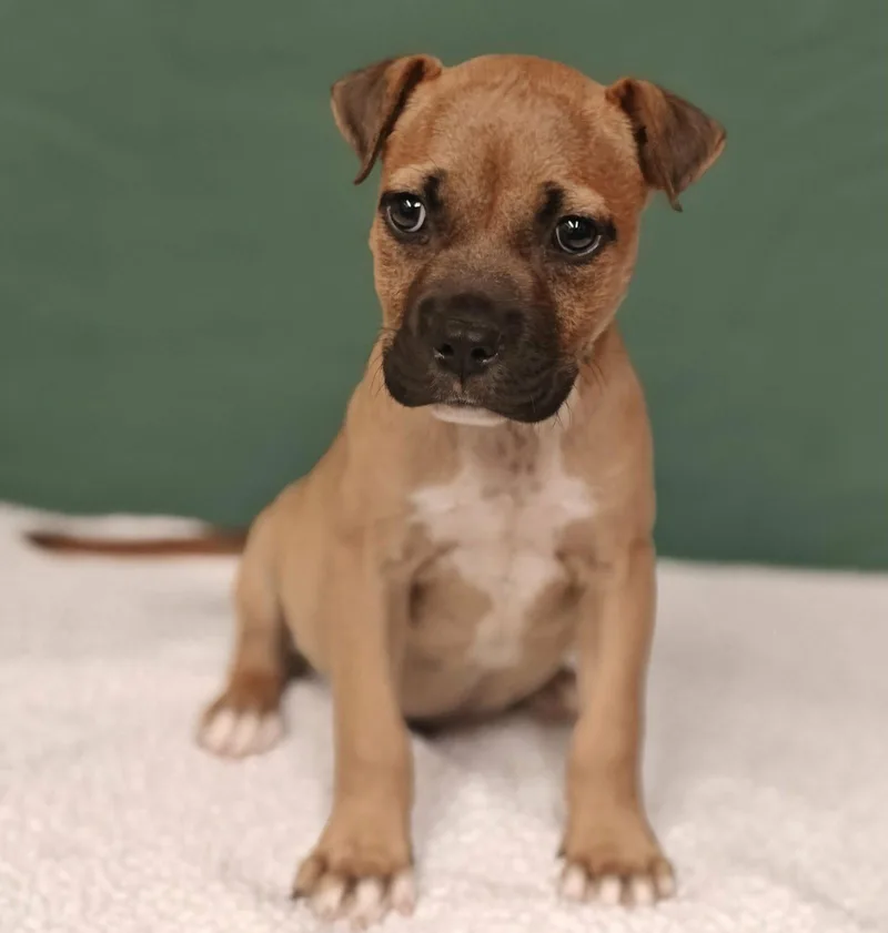 Brutus