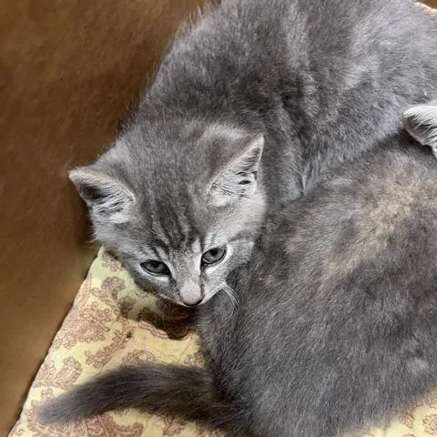 A baby small-sized male Gray / Blue / Silver Domestic Short Hair cat named Levi for adoption in Winston-Salem, NC