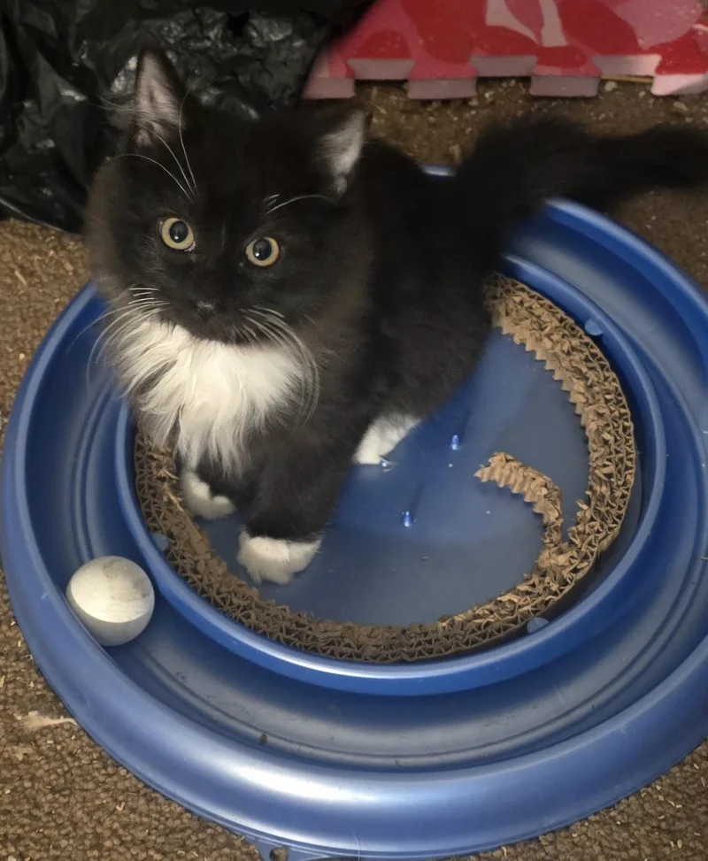 A baby medium-sized female Black & White / Tuxedo Domestic Medium Hair cat named Aurora and Sebastian for adoption in Eastlake, OH