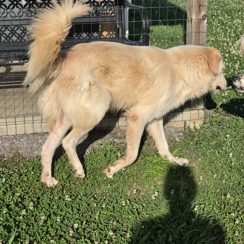 An adult large-sized male Golden Retriever dog named Charlie for adoption in Dandridge, TN
