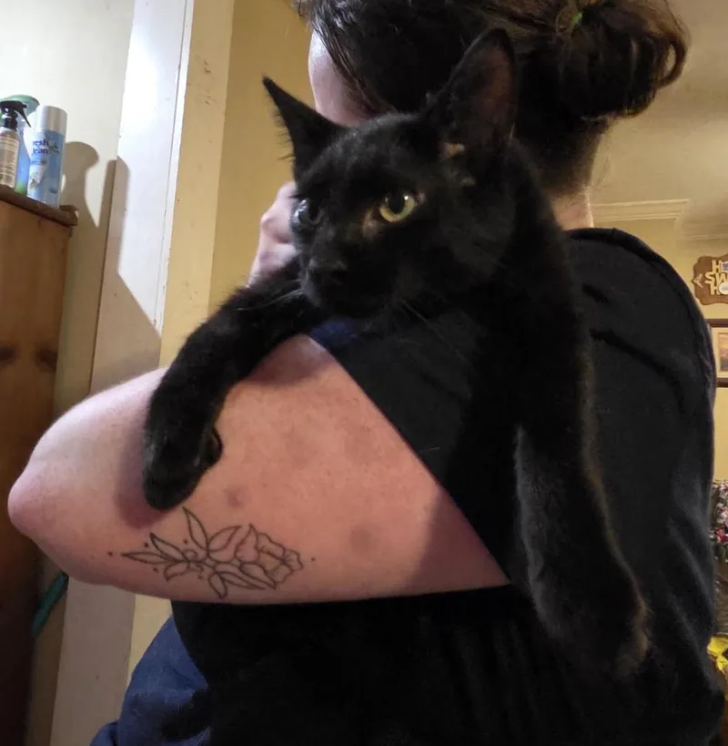 A baby medium-sized male Black Domestic Short Hair cat named Zoomie for adoption in Cincinnati, OH