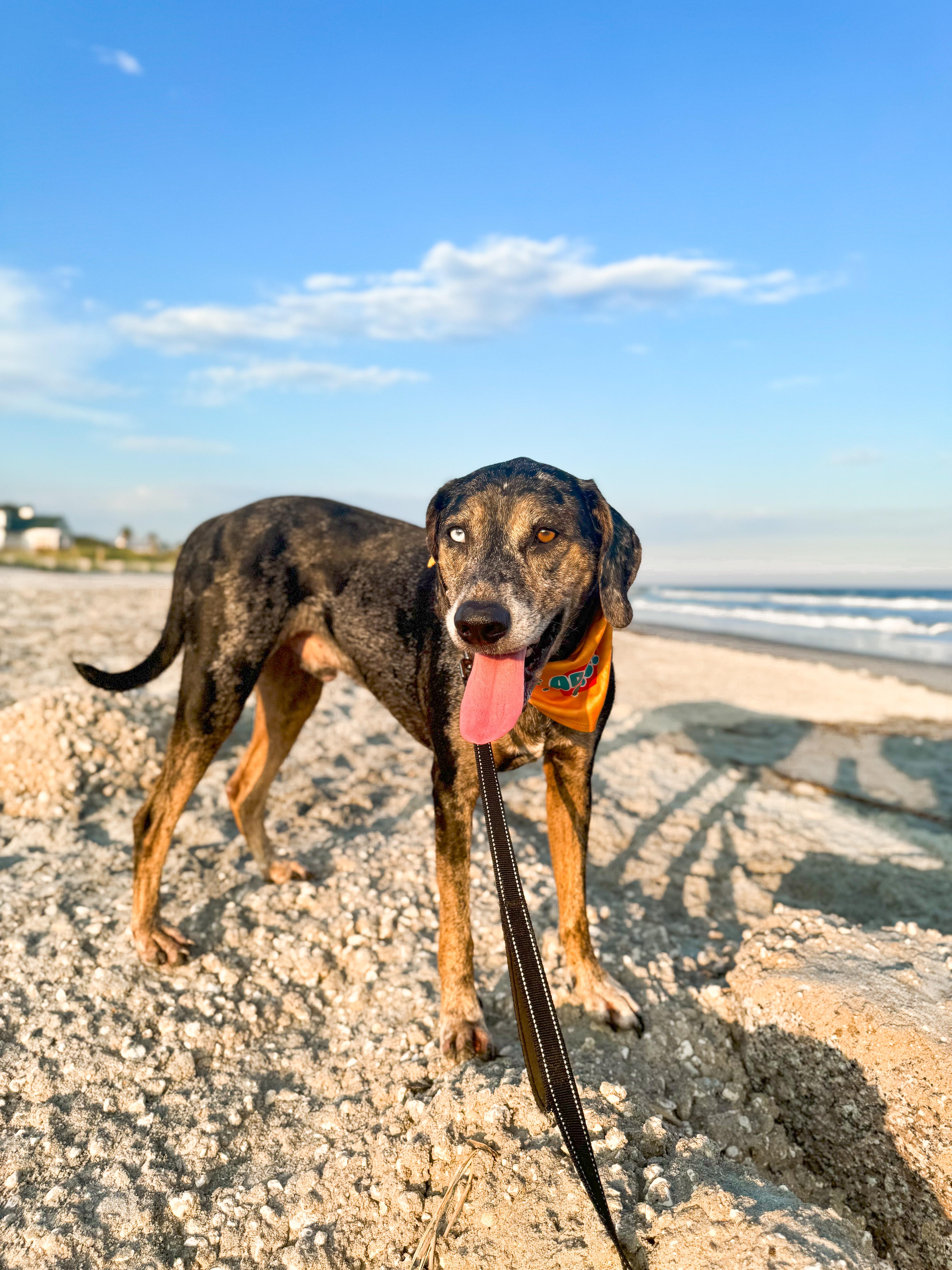 An adult large-sized male Catahoula Leopard Dog dog named River for adoption in Charleston, SC