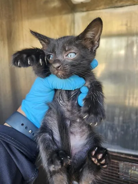 A baby small-sized female Domestic Short Hair cat named Bonnie for adoption in San Antonio, TX