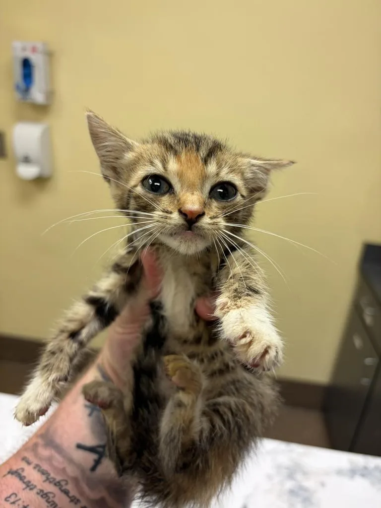 A baby medium-sized female Domestic Short Hair cat named Onion for adoption in Florence, SC