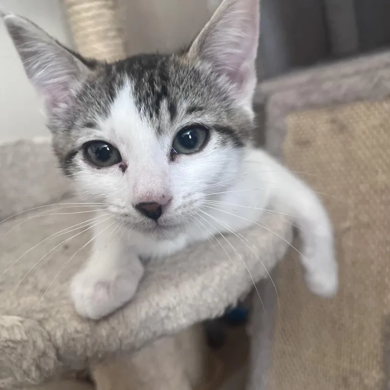 A baby small-sized female Brown / Chocolate Domestic Short Hair cat named Jane for adoption in Pleasanton, CA