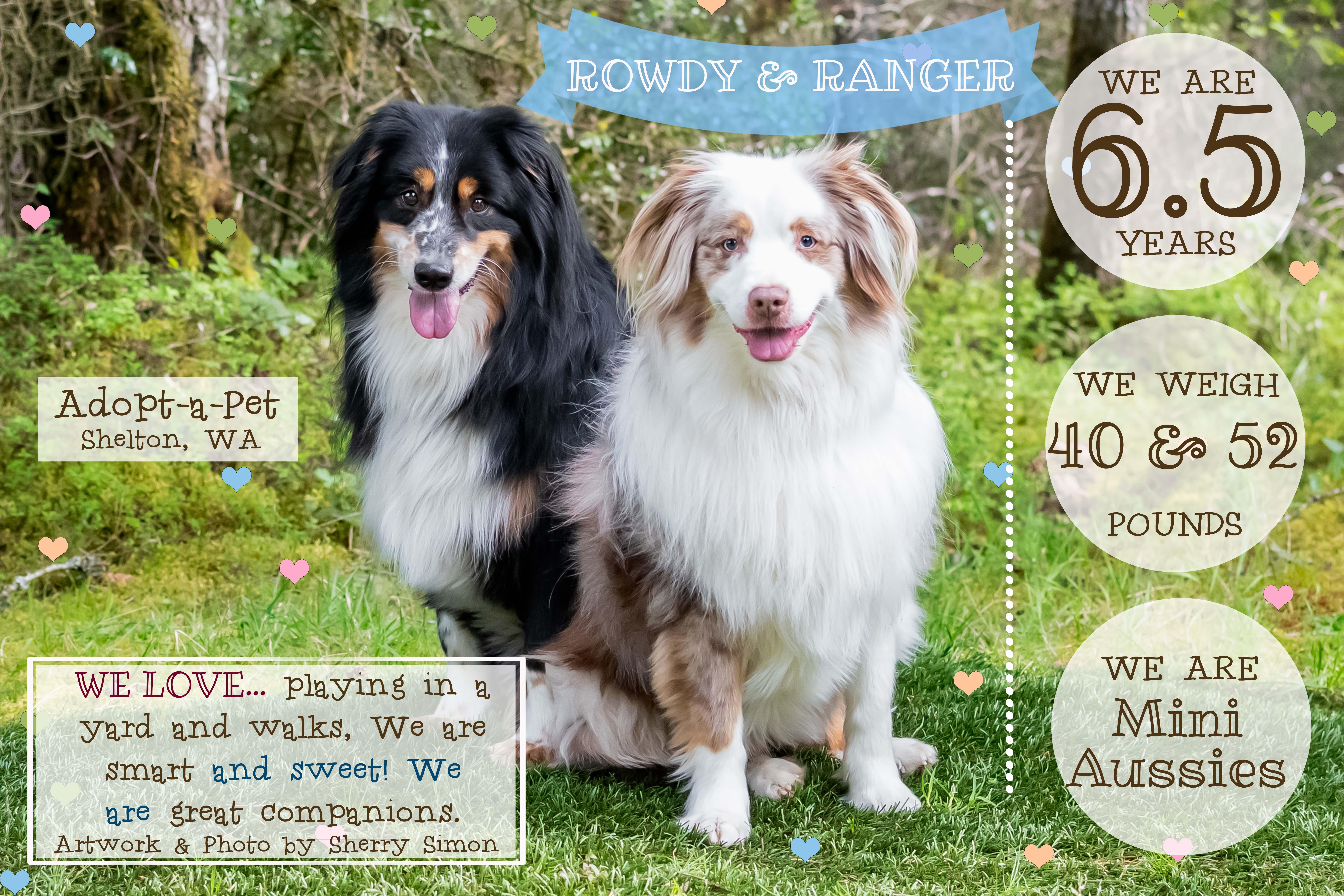 An adult medium-sized male Red / Chestnut / Orange Australian Shepherd dog named Ranger & Rowdy for adoption in Shelton, WA