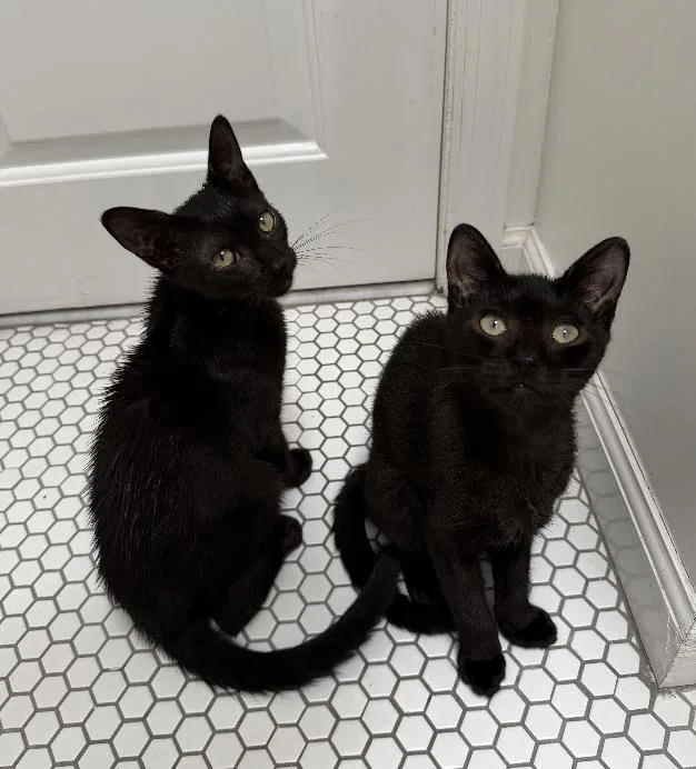 A baby medium-sized male Black Domestic Short Hair cat named Mario & Luigi for adoption in Brooklyn, NY