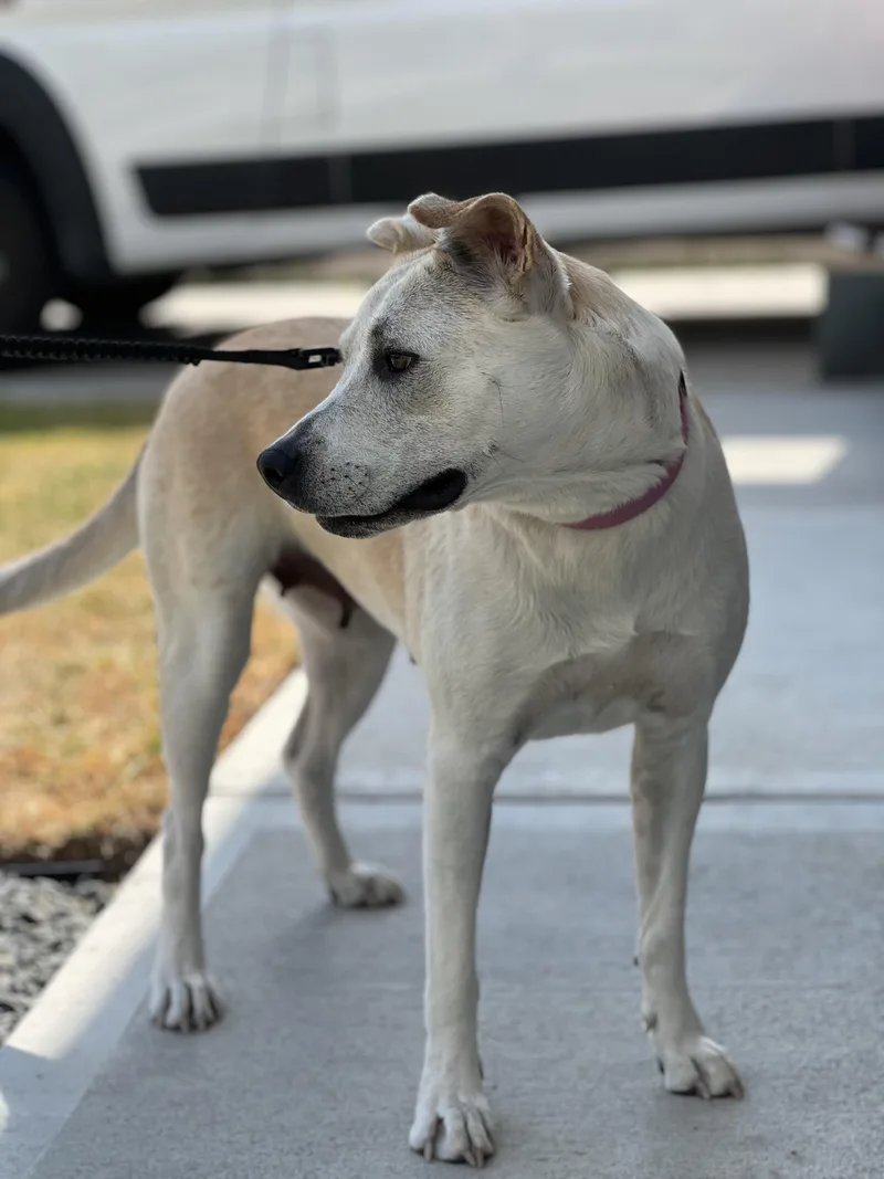 Lily Kae thumbnail 5