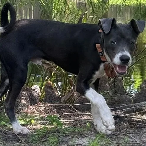 A young medium-sized male Black Basenji dog named Percy for adoption in Unionville, CT