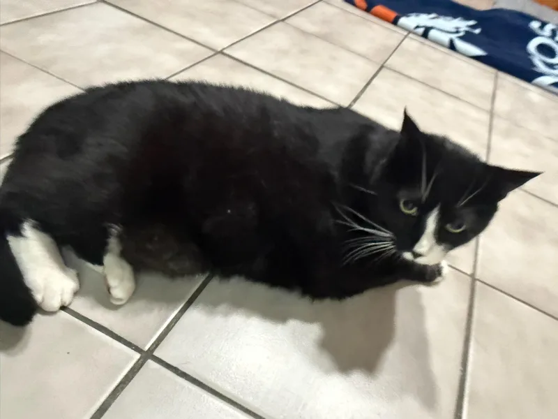 An adult large-sized male Black & White / Tuxedo Domestic Short Hair cat named Mickey for adoption in astoria, NY