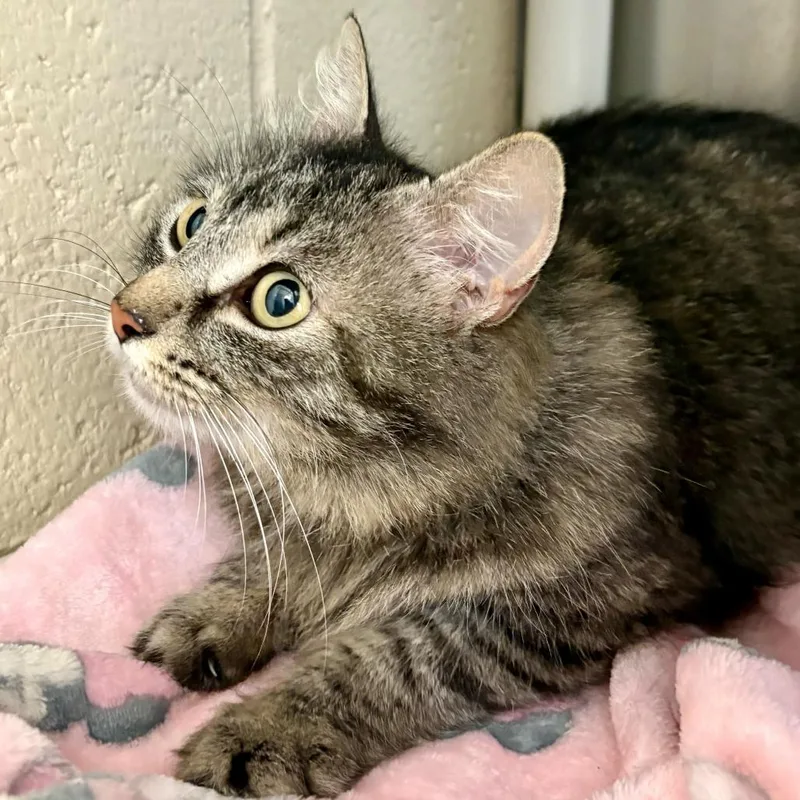 An adult medium-sized female Brown / Chocolate Domestic Long Hair cat named Emery for adoption in Riverside, CA