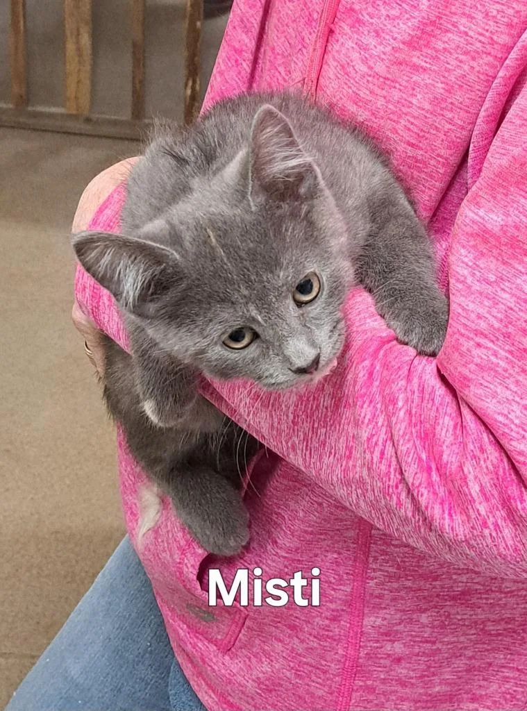 A baby medium-sized female Domestic Short Hair cat named Misti for adoption in Plattsburgh, NY