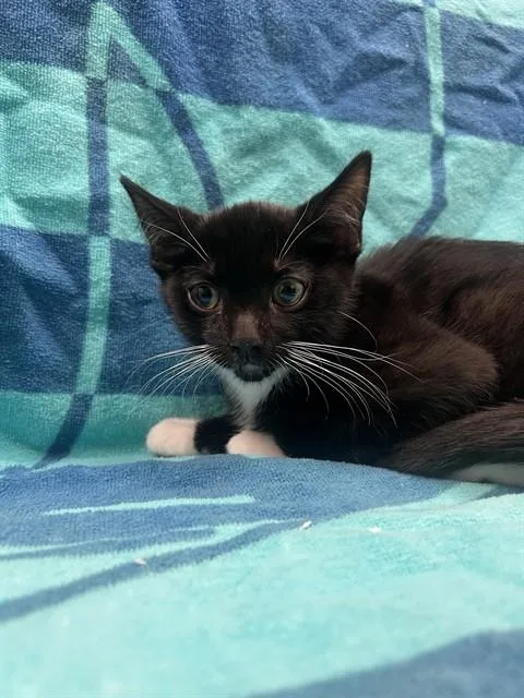 A baby small-sized male Domestic Short Hair cat named Ricardo for adoption in Ontario, CA
