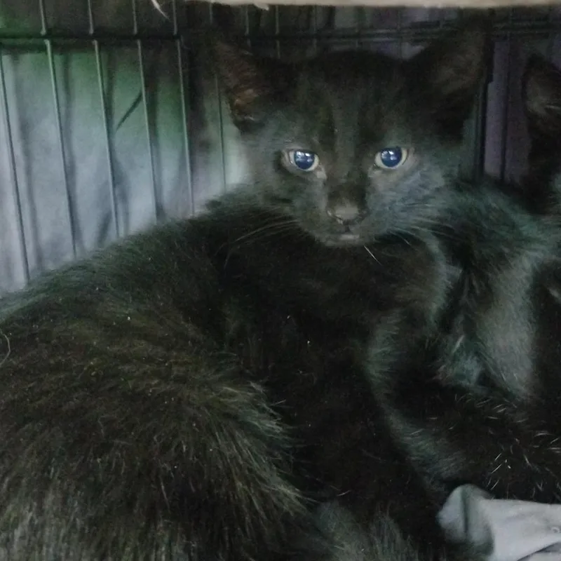 An adult small-sized male Black Domestic Short Hair cat named Echo for adoption in Hemet, CA