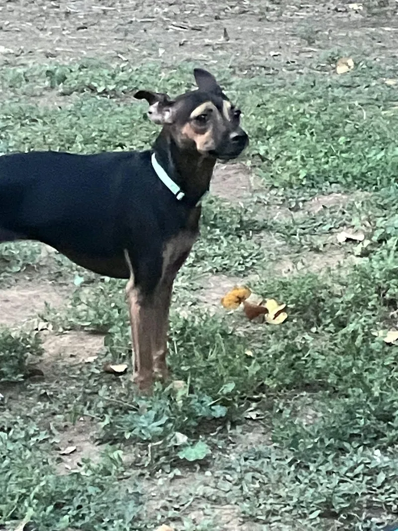 An adult small-sized female Miniature Pinscher dog named Daisy for adoption in Loveland, CO