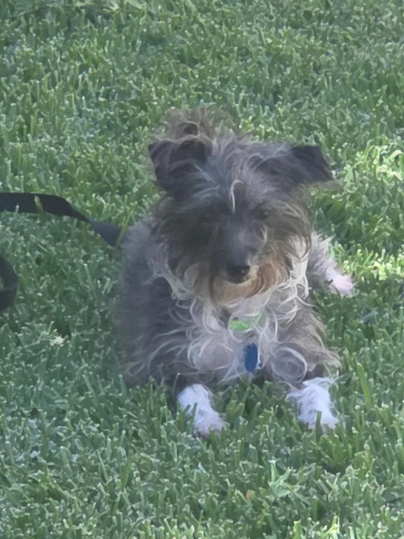 A young small-sized female Bicolor Terrier dog named Shelby for adoption in Studio City, CA