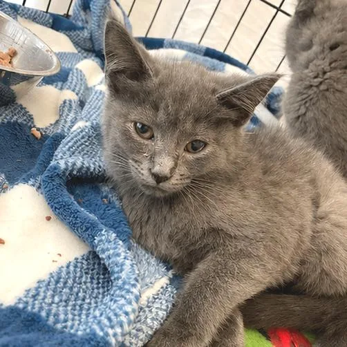 A baby small-sized female Gray / Blue / Silver Domestic Medium Hair cat named Gnocchi for adoption in South Elgin, IL