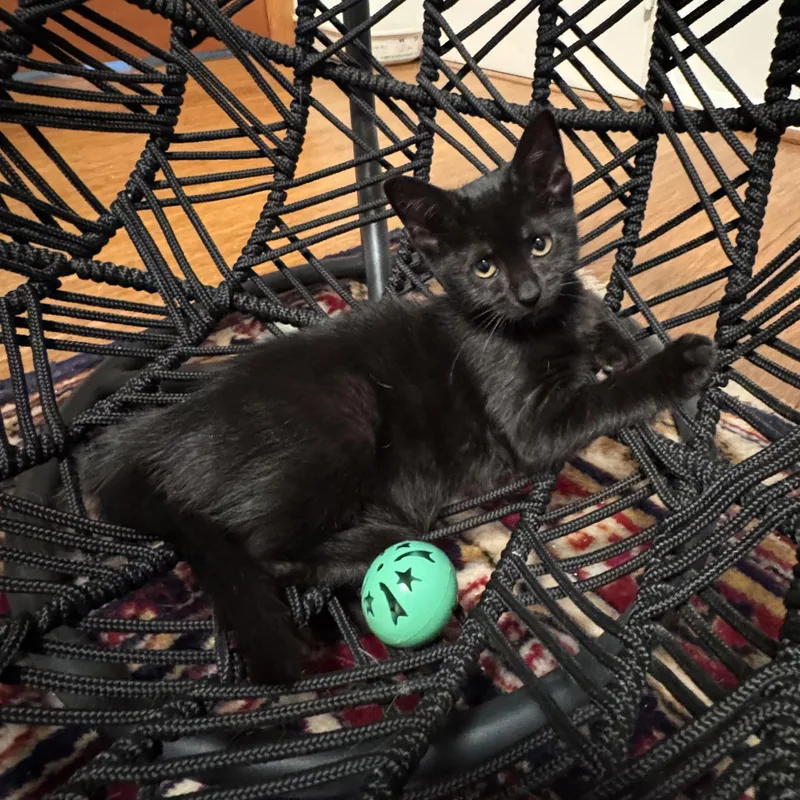 A baby small-sized female Black Domestic Short Hair cat named Luna for adoption in East Northport, NY