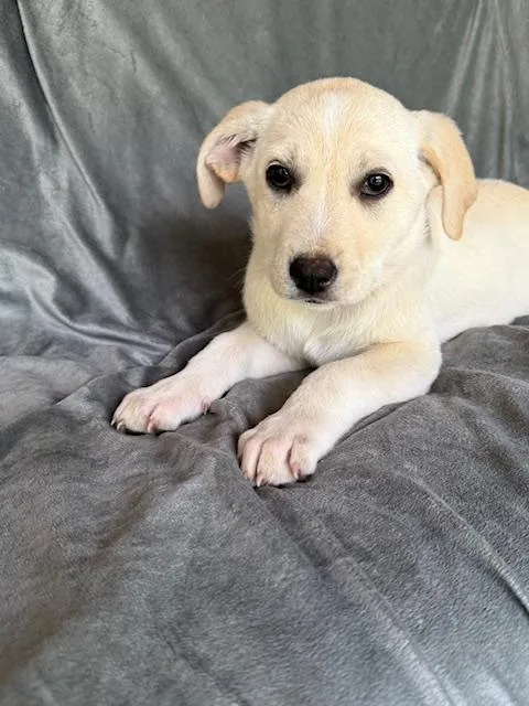 Nehi Fizz thumbnail 2