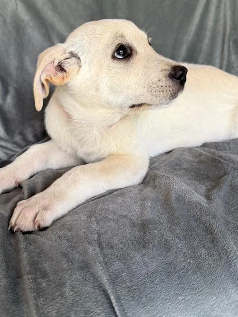 Nehi Fizz thumbnail 3