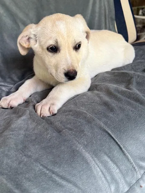 Nehi Fizz thumbnail 4