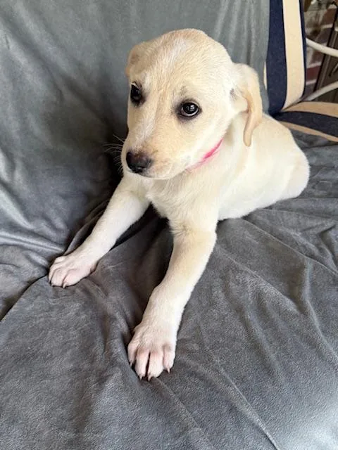 Nehi Fizz thumbnail 5