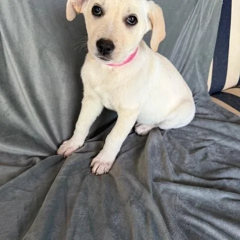 Nehi Fizz thumbnail 6