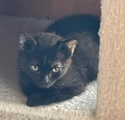 An adult medium-sized female Domestic Short Hair cat named Jason for adoption in Kansas City, MO