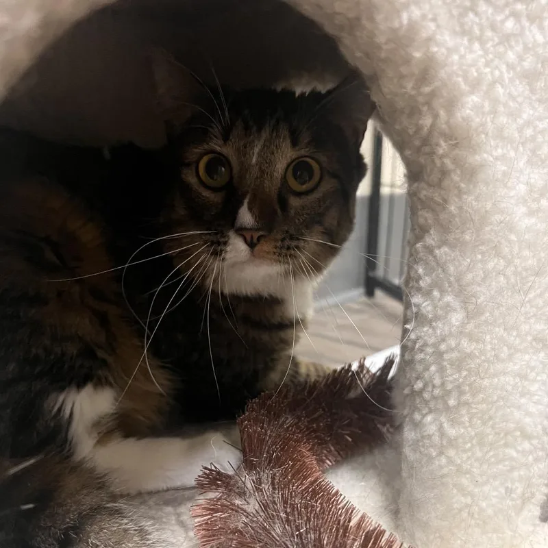 A young small-sized female Brown / Chocolate Domestic Short Hair cat named Carly for adoption in Las Vegas, NV