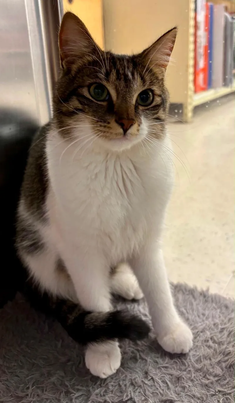 A young medium-sized male Domestic Short Hair cat named Mister T for adoption in Spring Lake, NJ