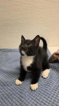 A baby small-sized male Domestic Short Hair cat named Lil Oscar for adoption in Phoenix, AZ