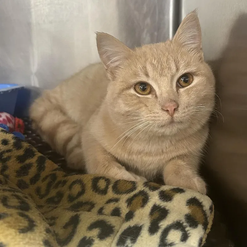 A young small-sized male Orange / Red Domestic Short Hair cat named Pumba for adoption in Granville, OH